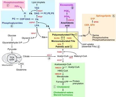 Лекция На Тему Lipid Biosynthesis – Telegraph