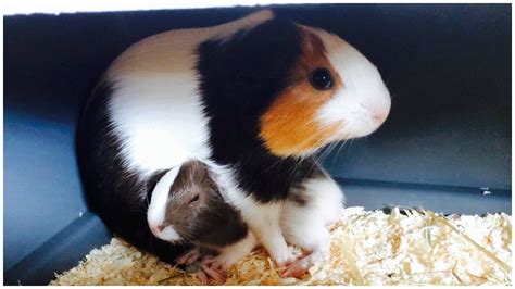 Newborn Guinea Pigs Babies - Didiramone Punk