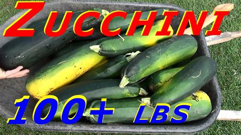 Heirloom Organic Black Beauty Zucchini Harvest #119 Heirloom Organic Vegetable Garden - YouTube