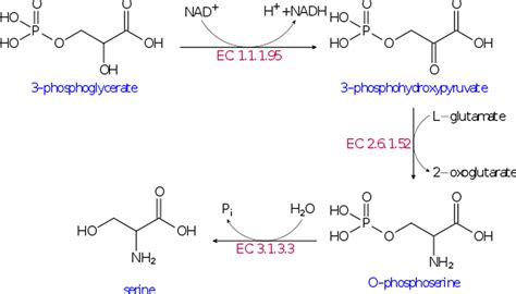 Serine Amino Acid - Function, Deficiency, Foods High In Serine