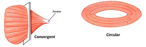 Skeletal Muscle - Parts and Classification ,fascicular arrangement , Anatomy QA