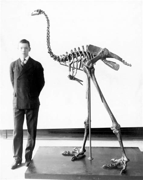 Giant Moa Skeleton. /Nskeleton Of A Giant Moa (Dinornis Giganteus), An Extinct Flightless Bird ...