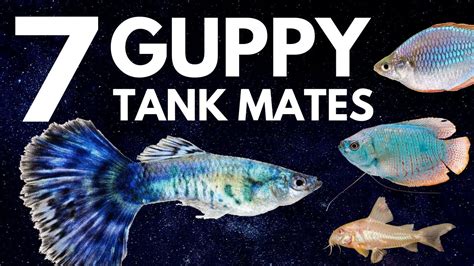 7 Most Popular Guppy Tank Mates You Need to Try - YouTube