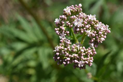 How to grow a valerian plant in your garden | indie herbalist