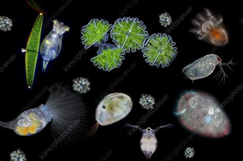 Compilation of various water microorganisms - Stock Image - C038/5299 - Science Photo Library