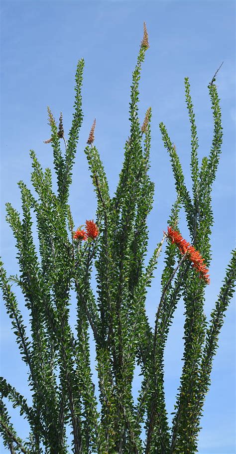 Ocotillo Plant Photograph by Aimee L Maher Photography and Art Visit ...