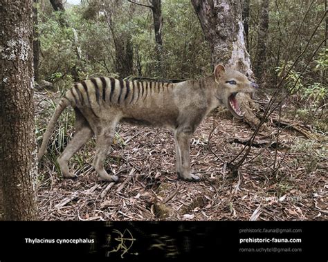 Thylacinus cynocephalus (Tasmanian wolf, Tasmanian tiger)