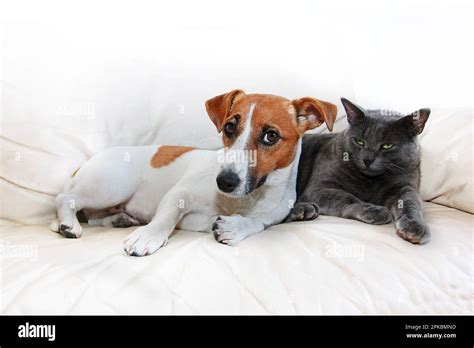 dog jack russell terrier and gray cat sit on a white sofa after pranks ...