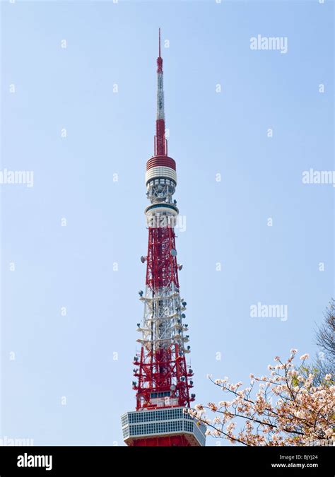 Tokyo tower and cherry blossoms Stock Photo - Alamy