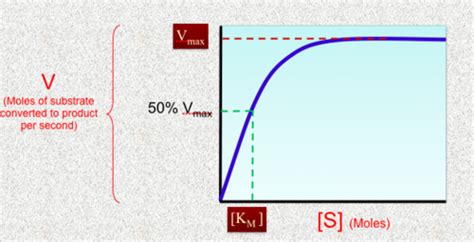 Enzyme kinetics graphs Flashcards | Quizlet