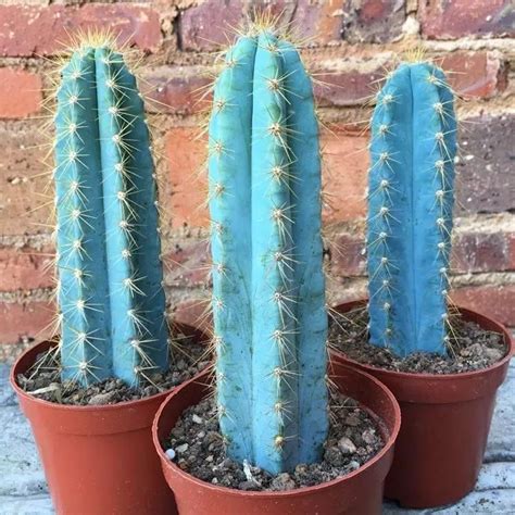 Who doesn't love the color blue? The Cactus Blue is a small to medium plant that will grow ...