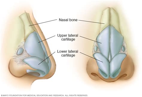 Locations of the nasal bone and cartilage - Mayo Clinic