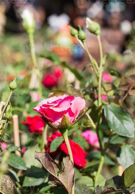 Pink Rose in garden 11411782 Stock Photo at Vecteezy