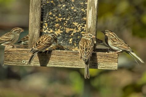 Fall Bird Feeding Tips – Chirp Nature Center