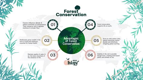 Forest Conservation: The vital role forests play on our planet – ecoHiny