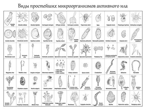 Activated sludge, Protists, Scientific drawing