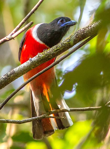 Bird Watching in Goa | Rahul Alvares