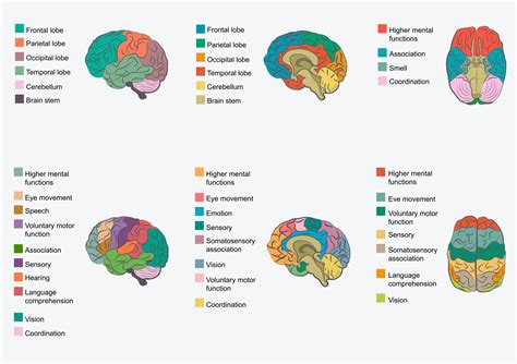 Cerebral Cortex