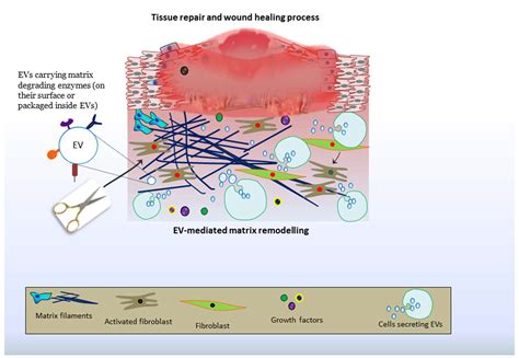 What Is Extracellular Matrix - Veterinary Sciences | Free Full-Text ...