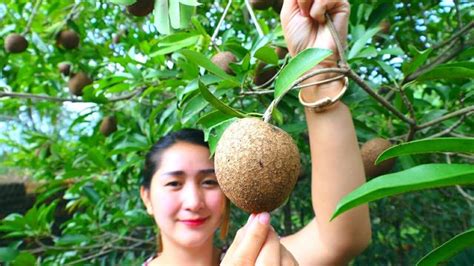 Yummy Sapodilla Fruit Ripen - Sapodilla Fruit - Cooking With Sros ...