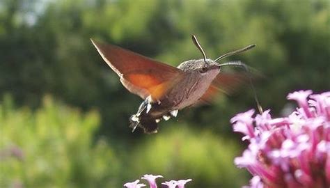 How Does a Hummingbird Find Food? | Sciencing