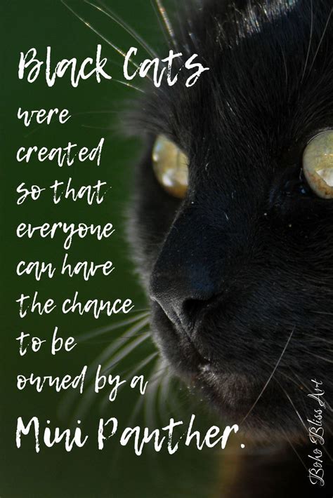 Black Cats: Praising the Mini Panther | Black cat quotes, Pet quotes ...