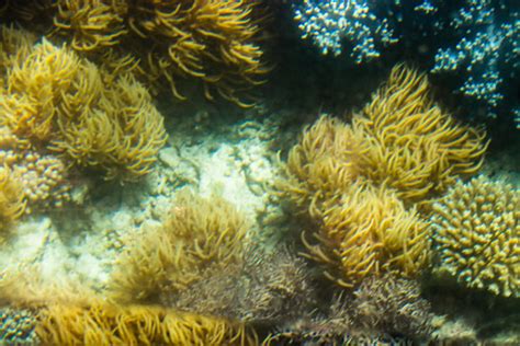 Mackay Reef of the Great Barrier Reef | Christopher Neugebauer | Flickr