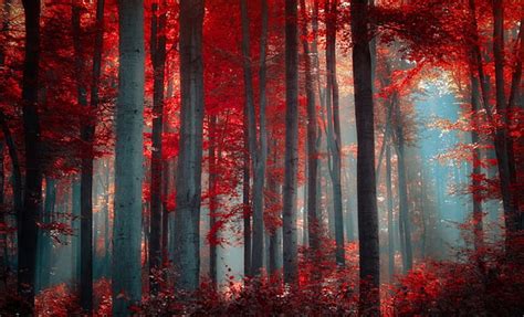 Red Forest, forest, red, nature, trees, HD wallpaper | Peakpx