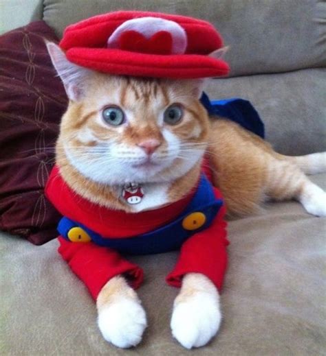 30 Cat Costumes That Are Too Cute | Pet halloween costumes, Super mario cat, Pet costumes