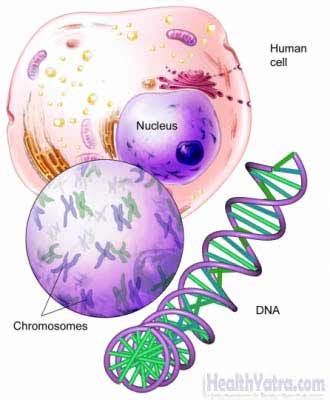 Periodic Paralysis Syndrome