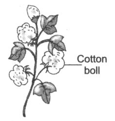 Share more than 136 cotton plant drawing images super hot - vietkidsiq ...