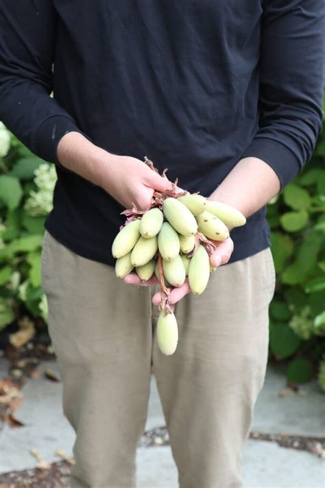 How to grow the prolific banana passionfruit in your garden - Hydrangea Treehouse