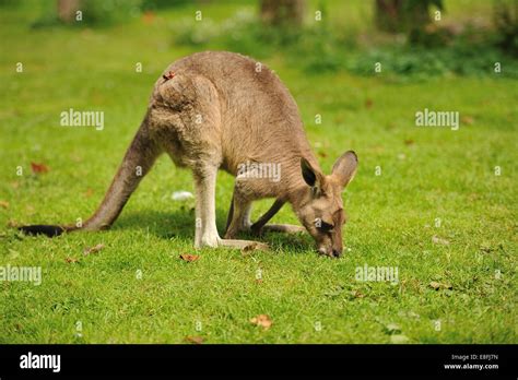 Kangaroo eating grass Stock Photo: 74102329 - Alamy