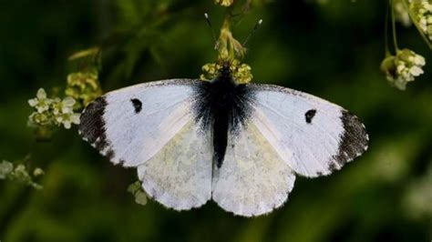 Orange-tip (Anthocharis cardamines) - Woodland Trust