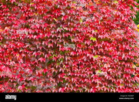 fall autumn background with red leaves for backdrop Stock Photo - Alamy