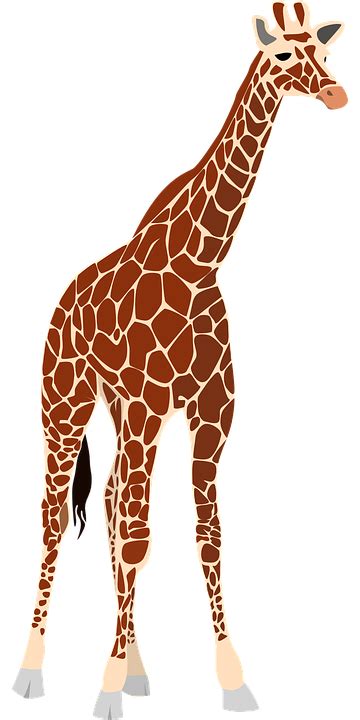 Giraffe PNG