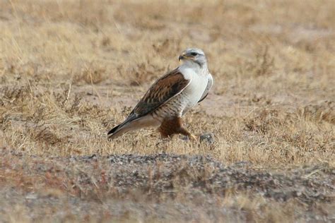 Federally protected hawk species' nest relocated from live power line | CBC News