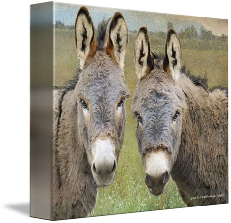 donkey friends by R Christopher Vest