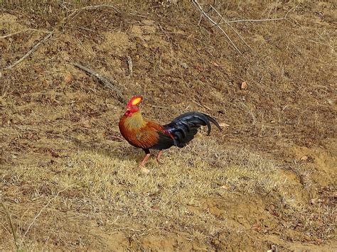 Sri Lanka Junglefowl - ZooChat