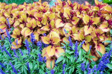 Coleus Colors From Sun to Shade