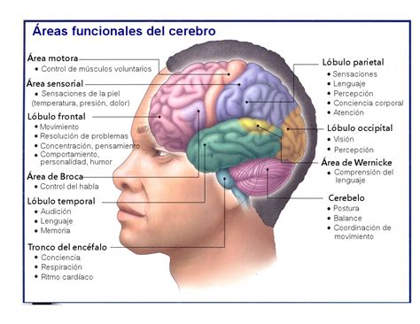 Funciones de las partes del cerebro | YouBioit.com