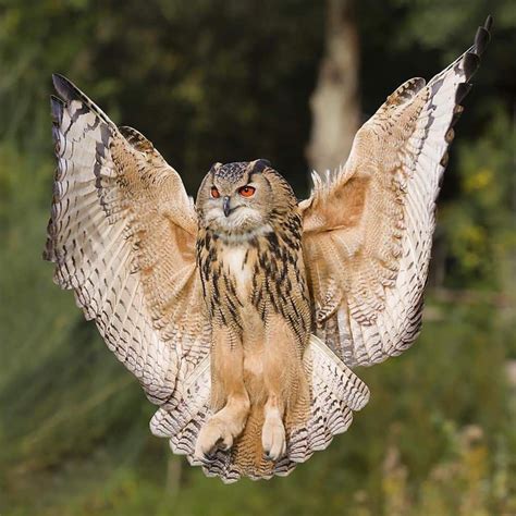 Eagle Owl by Sas Evers. | Eurasian eagle owl, Beautiful birds, Owl