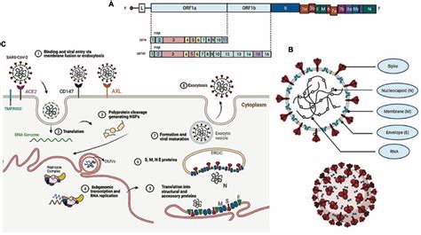 Frontiers | The Complexity of SARS-CoV-2 Infection and the COVID-19 Pandemic