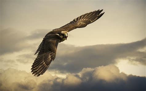 kite, sky, clouds, bird of prey HD Wallpaper