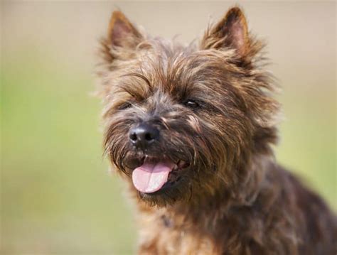 Cairn Terriers: Should you get this shaggy & fearless Scottish earthdog ...