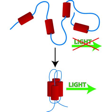 Protein Folding Study