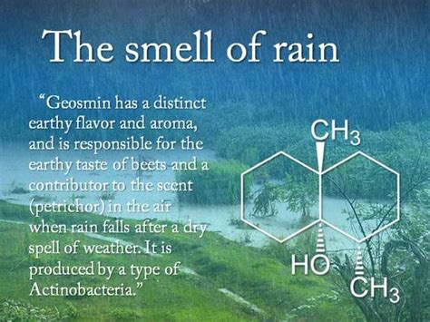 What’s behind the smell of rain? | WSYR