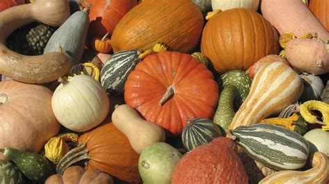 Here's how to cook and eat your leftover decorative gourds | Grist