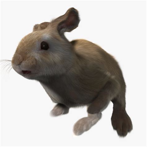 3d model rabbit cream fur animation