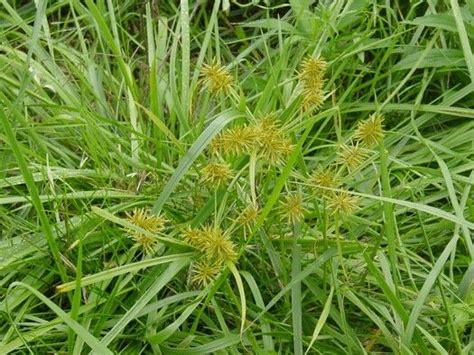 Nut grass Deck Garden, Native Plants, Grass, Herbs, Landscape, Foraging, Gardening, Yard, Flowers